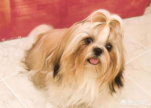 西施狗怎么喂养:西施犬补钙喝羊奶吗？西施犬喝什么羊奶能补钙呢？