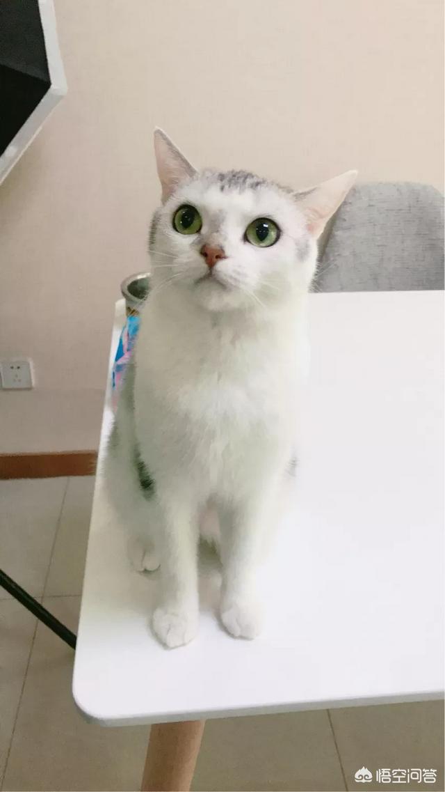 怎么确定猫咪认主人了:猫咪是怎么知道主人在家和不在家的？