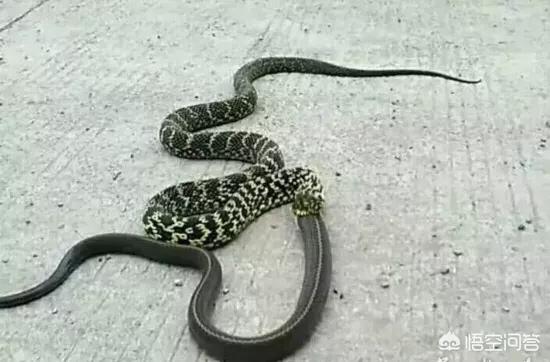 农村常见的菜花蛇真的可以吞下五步蛇吗