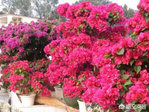 小狗种美丽鲜花-3:院子里可以种哪些漂亮又好养活的植物？