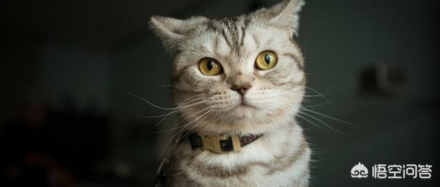 小蓝猫最喜欢吃什么零食:蓝猫吃什么可以美毛？吃蛋黄能美毛吗？ 小蓝猫最喜欢吃什么