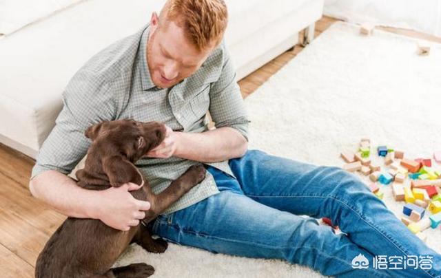 狗狗什么时候开始认主？插图16