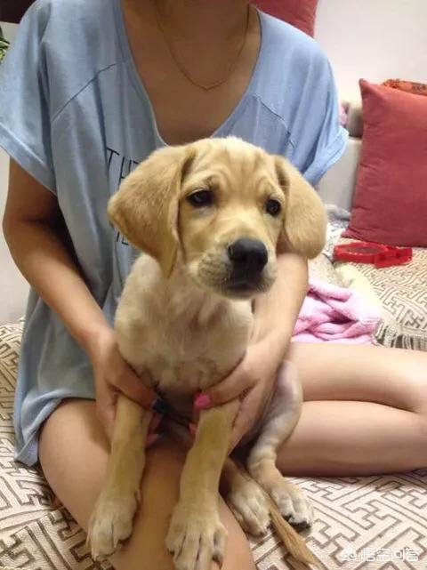 导盲犬图片:导盲犬是知道主人的目的地的？还是只是协助行走？