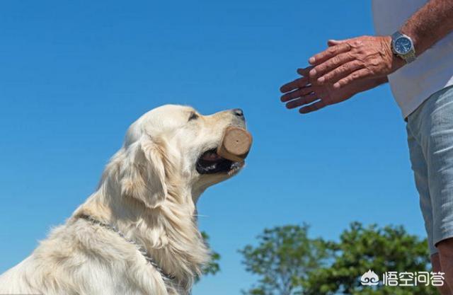 训练金毛犬:怎么训练金毛？什么时候训练最好？