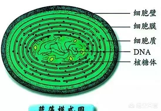 头条问答 - 对虾塘有小量甲藻怎么办?(1个回答)