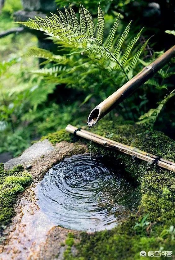 迷你鹿角苔造景:黑松盆景可以上面铺青苔吗？