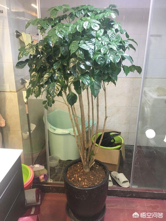 树锦鸡儿植株变黑:家里绿箩叶子茎部呈现黑褐色是什么原因？