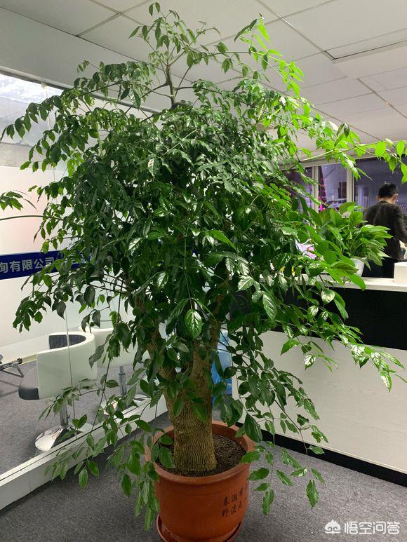 树锦鸡儿植株变黑:家里绿箩叶子茎部呈现黑褐色是什么原因？