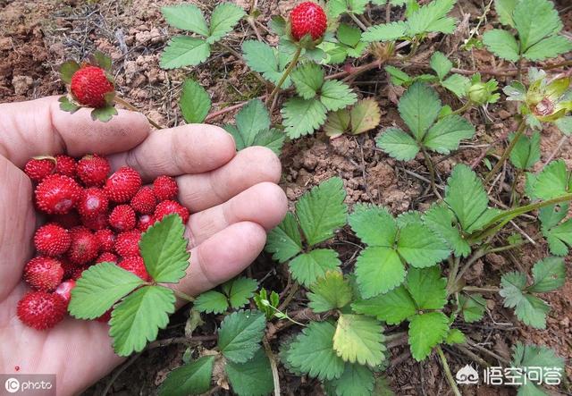 秦巴点地梅:在农村自家院子里种三叶梅，怎样种成活率才高呢？