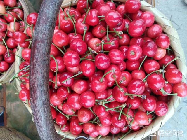 白鹿原樱桃(白鹿原樱桃谷)