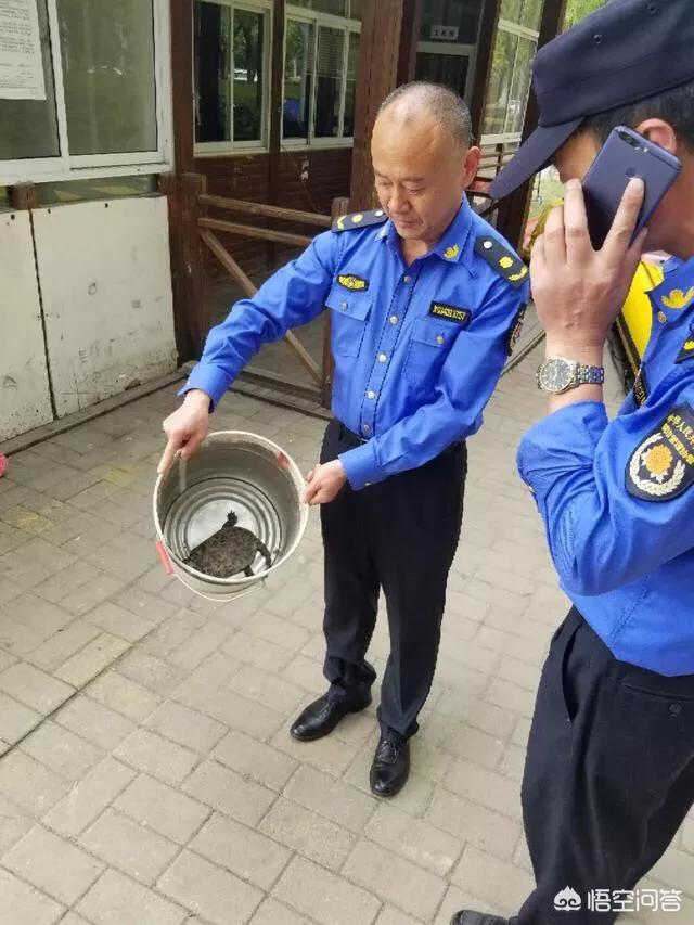 平胸龟简笔画:合肥天鹅湖发现濒危物种平胸鹰嘴龟, 你怎么看？