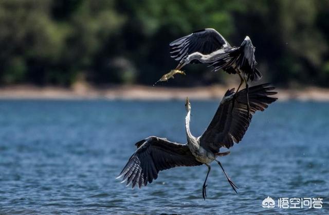美国鸟类摄影:湿地拍摄鸟类，需要准备什么样的镜头？