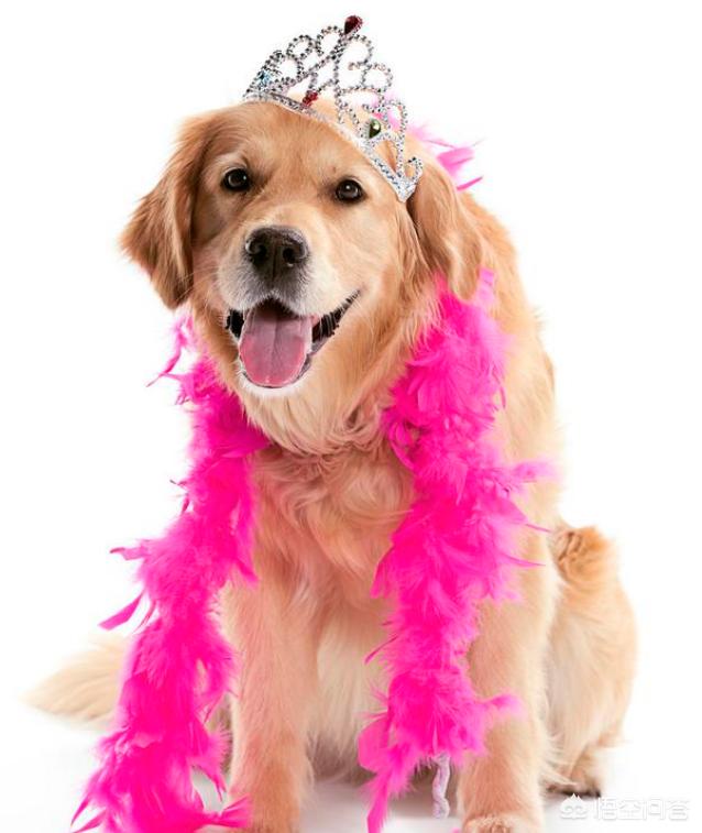 拉布拉多犬和金毛哪个贵啊:如何区分拉布拉多和金毛？ 拉布拉多犬和金毛哪个温顺