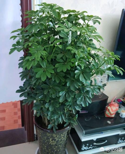 八爪金盘的寓意:八角金盘有什么寓意 鸭掌木长到自己要的高度打顶好吗？还是现在打顶好？