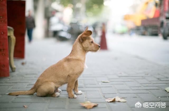 搜狗流浪犬:为什么现在有很多人都不愿意收养流浪犬？