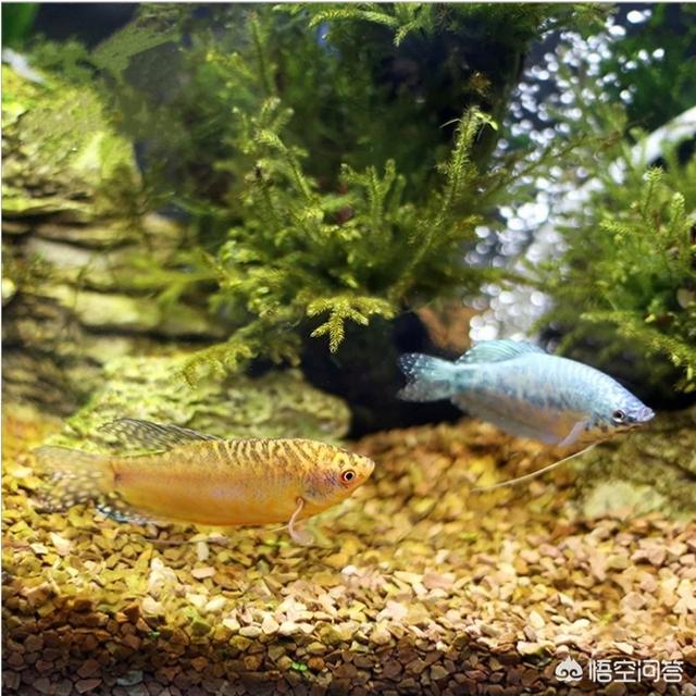 曼龙鱼吃蛋白虫卵吗:孔雀鱼和曼龙鱼哪个好养？