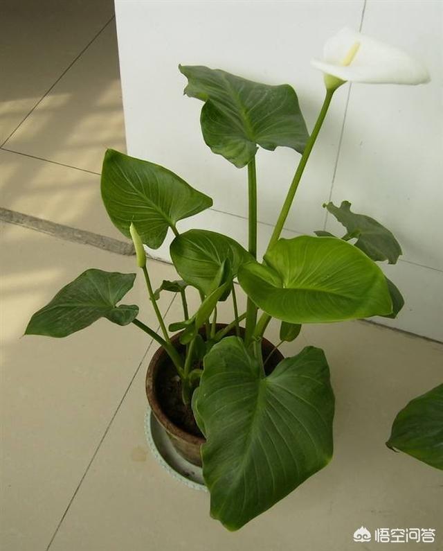 软腐病:白菜细菌性软腐病该如何防治？