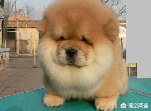 松狮吃什么:松狮犬掉毛很多正常吗，松狮犬掉毛如何应对？