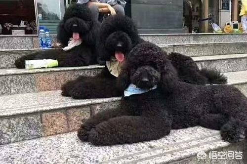 巨贵犬吃什么长得大:巨贵犬软便如何解决，巨贵犬软便会自己恢复吗？ 巨贵犬吃什么狗粮长得大