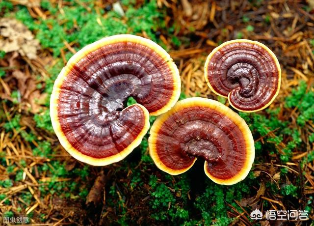 农村俗语:院前生瑞草,好事来若无,说的啥意思,啥是瑞草呢?