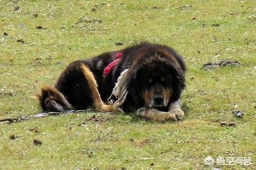 纯红藏獒图片:藏獒怎么会有关节炎，该如何对付？