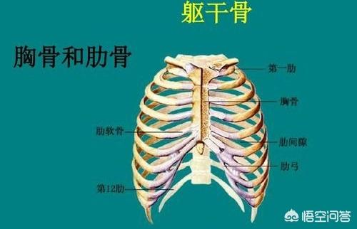 头条问答 三维发现宝宝肋骨两边各少一根怎么办 6个回答