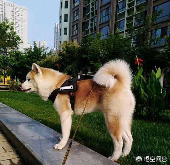 纯种秋田犬好养吗:饲养秋田犬需要注意什么？