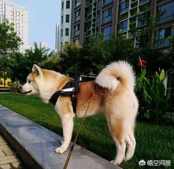 美系秋田犬吧:饲养秋田犬需要注意什么？