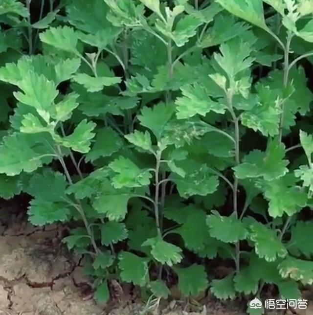 中国阳气最旺的城市，端午节将至，农村家里门上挂艾草，哪一天挂最好为什么