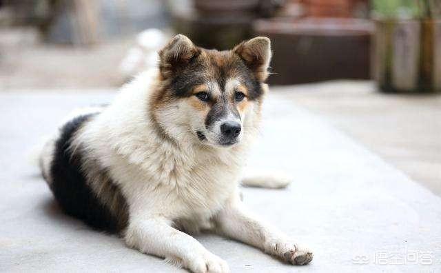你觉得有哪几种大型犬最粘人？