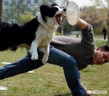 边境牧羊犬怎么养:养边境牧羊犬好吗？养它要承受什么样的事情？