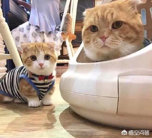 猫窝:请问大家怎样教小猫认自己的窝呢？