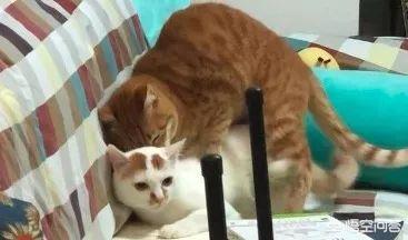猫咪尿频尿急尿不尽用什么药:猫咪尿频尿少吃什么药合适 头条的朋友们我家猫咪这两天频繁去厕所还尿不出来应该吃什么药？