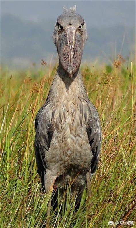 世界上一种奇特的鸟叫鲸头鹳,饿起来连鳄鱼都不放过,为何见了人就鞠躬