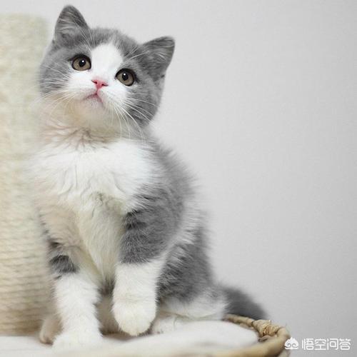 挪威森林猫凶吗:为何说猫除了人类就没有天敌了？