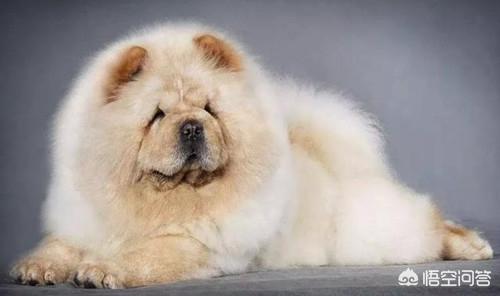 松狮犬图片:有哪些狗狗，连宠物店都不太想接？