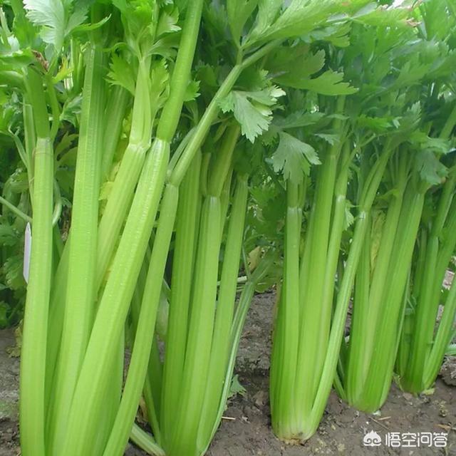 十字花科蔬菜软腐病:十字花科蔬菜软腐病的防治措施包括 芹菜黑根，软腐病怎么办？