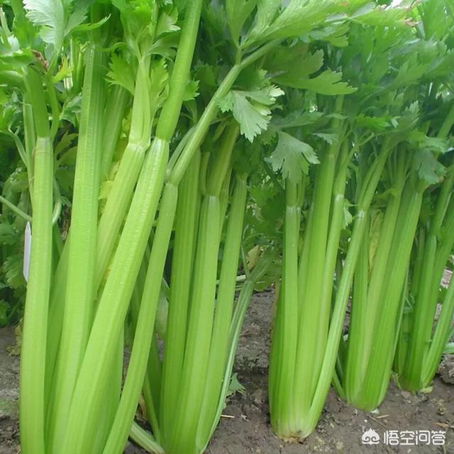 软腐病191:芹菜黑根，软腐病怎么办？