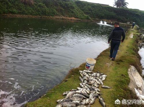 漂白粉主要成分,虾池怎样用漂白粉消毒杀菌