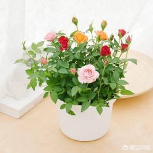 月季花栽培技术教程:月季种子怎么种可以发芽长出？