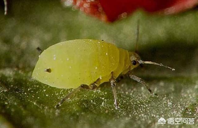 绿宝树 蚜虫:花椒蚜虫打什么农药耐的时间长？