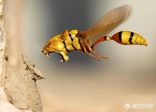 虎头蜂酒真的能壮阳吗，养殖虎头蜂的危害都有哪些