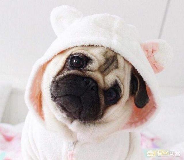 八哥狗好养吗古牧犬:法国斗牛犬和巴哥犬哪个好养？