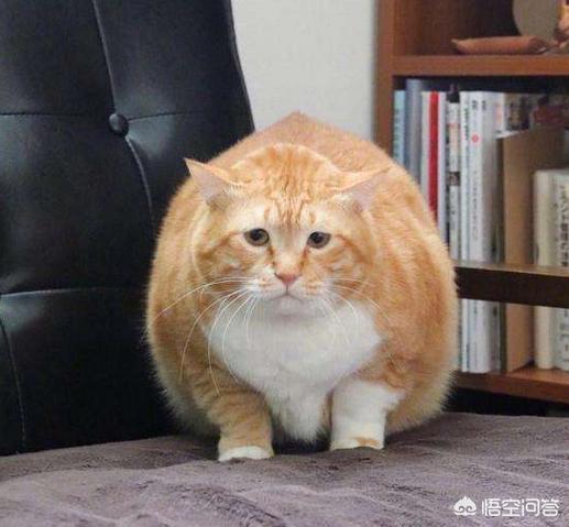 大脸猫图片呆萌: 大脸橘猫是什么品种，脸圆圆的猫叫什么？