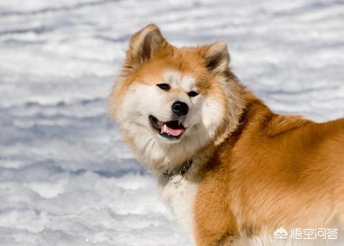 秋田犬图片:日本秋田犬是中华田园犬的后代吗？ 秋田犬图片及价格