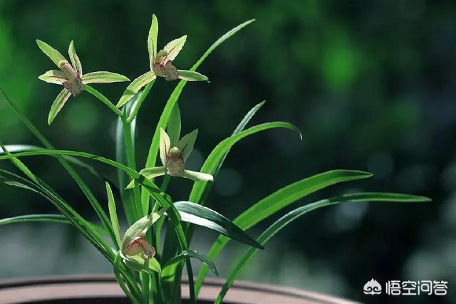 建兰:建兰该怎么养？多久才能开花？
