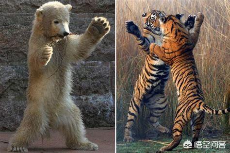 最新猛犬打架视频:什么猛犬可以打败高加索犬？为什么？