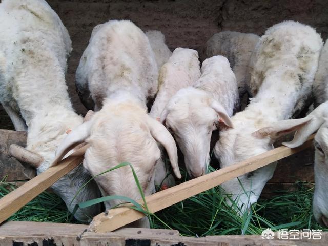 家庭养殖业:家庭养殖业什么最赚钱 我是一个农民，家里困难想办个小型养猪场，可是没有资金怎么办？