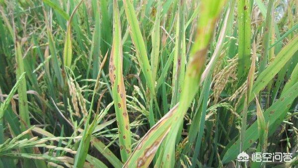头条问答 - 水稻的恶苗病与稻瘟病如何区别?(9个回答)
