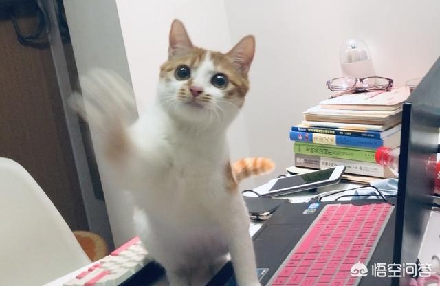 猫瘟:捡了个流浪猫，来家4天了，检测猫瘟弱阳性，是真的猫瘟吗？